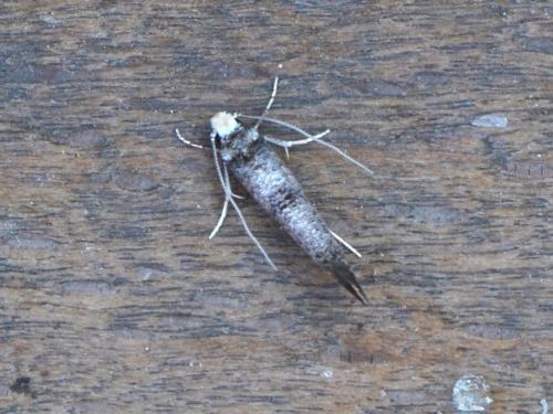 Paraswammerdamia nebulella